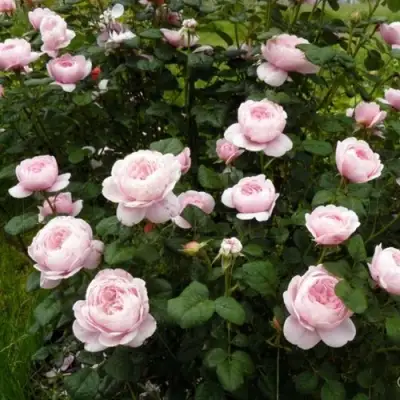 Роза КУИН ОФ СУИДЕН (КОРОЛЕВА ШВЕЦИИ) английская в Мозыре