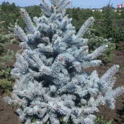 Ель МИСТИ БЛЮ голубая в Мозыре