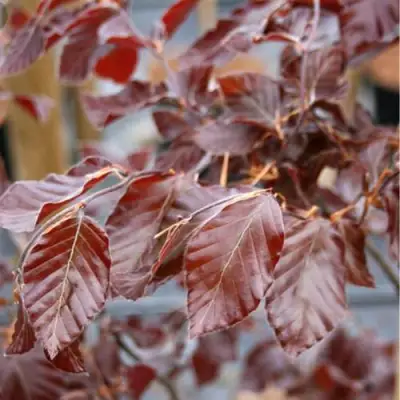 Бук лесной АТРОПУНИЦЕА в Мозыре