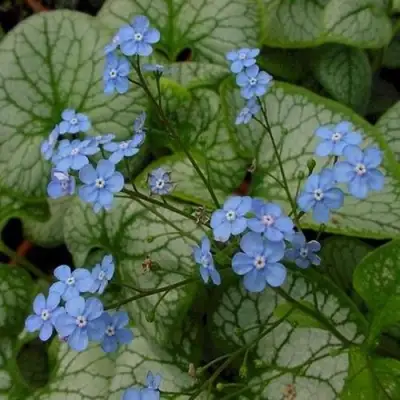 Бруннера ДЖЭК ФРОСТ в Мозыре