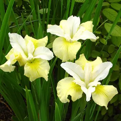 Ирис ЙЕЛЛОУ ТЕЙЛ сибирский в Мозыре