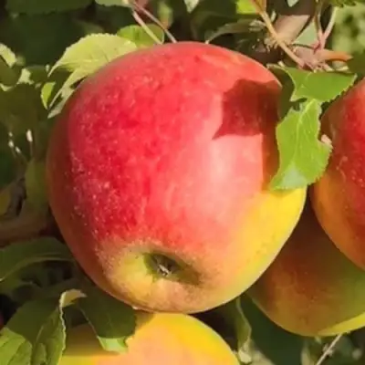 Яблоня САКАВИТА в Мозыре