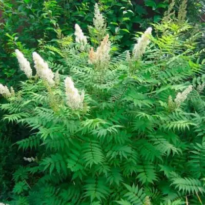 Рябинник рябинолистный СЭМ в Мозыре