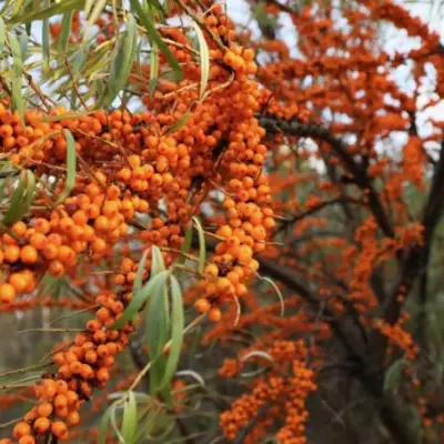 Облепиха СЕРАФИМА в Мозыре