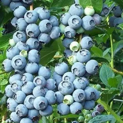 Голубика НОРТЛАНД в Мозыре