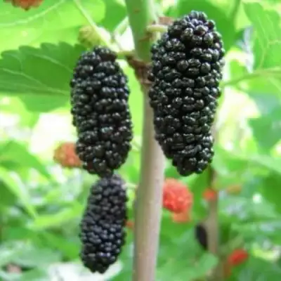 Шелковица ГАЛИЦИЯ в Мозыре