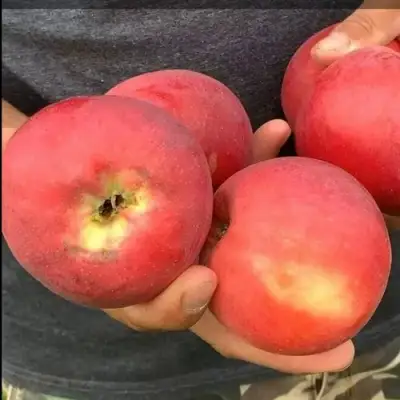 Яблоня ШТРИФЕЛЬ КРАСНЫЙ в Мозыре