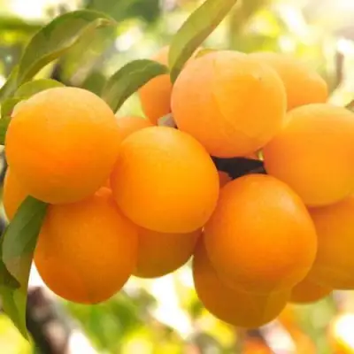 Слива МАРА в Мозыре