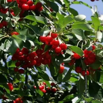 Вишня БРУСНИЦЫНА степная в Мозыре