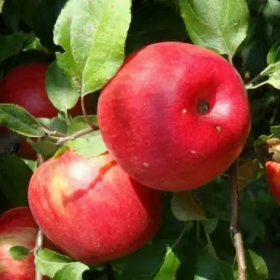 Яблоня ВАЛЕРИЯ в Мозыре