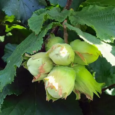 Фундук ТАМБОВСКИЙ РАННИЙ в Мозыре