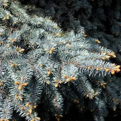 Ель НАНА сизая в Мозыре