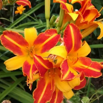 Лилейник ФРАНС ХАЛС в Мозыре