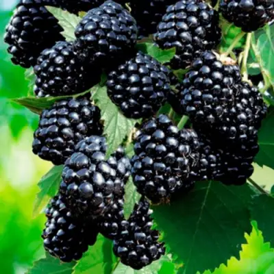 Ежевика ЛОХТЕЙ бесшипная в Мозыре