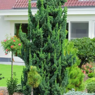 Кипарисовик ВИСЕЛЛИ лавсона в Мозыре