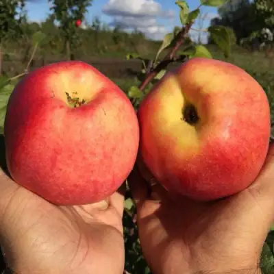 Яблоня КОВРОВОЕ стелющаяся в Мозыре