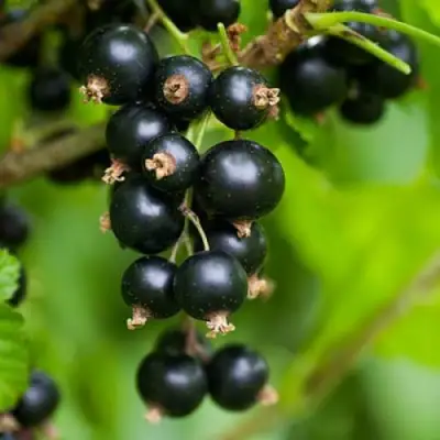 Смородина черная ОРЛОВСКАЯ СЕРЕНАДА в Мозыре
