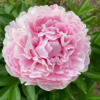 Пион КАТРИН ФОНТЕЙН травянистый в Мозыре