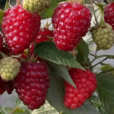 Малина ЭЛЕГАНТНАЯ в Мозыре