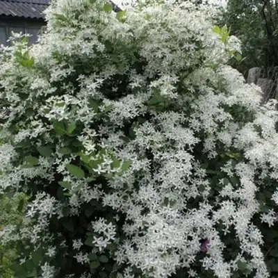 Клематис МАНЬЧЖУРСКИЙ в Мозыре