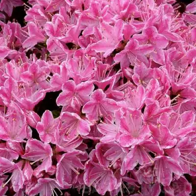 Азалия КЕРМЕСИНА РОУЗ японская в Мозыре