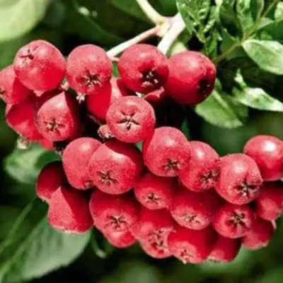 Рябина МОРАВСКАЯ сладкоплодная в Мозыре