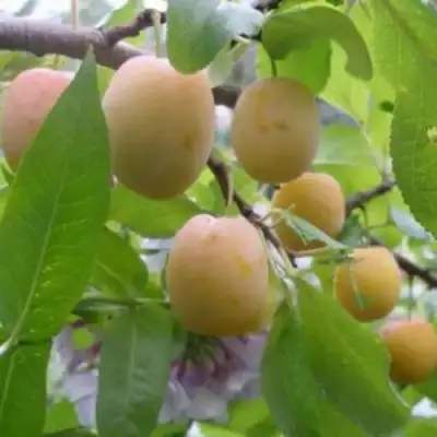 Слива УТРО в Мозыре