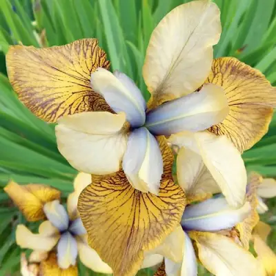 Ирис ФЛАЙИНГ ФИДДЛЗ сибирский в Мозыре