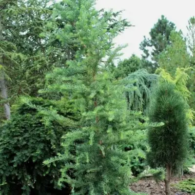 Лиственница КЕМПФЕРА в Мозыре