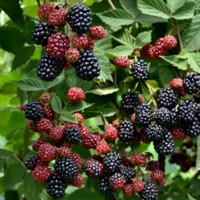 Ежевика РУБЕН ремонтантная  в Мозыре