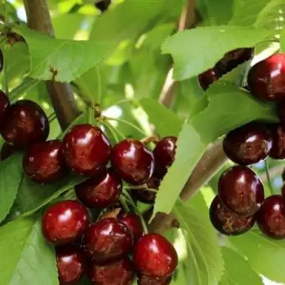 Черешня ИПУТЬ в Мозыре