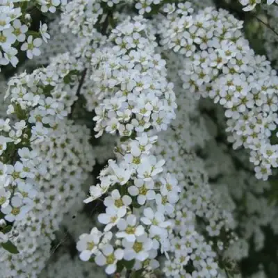 Спирея АРГУТА в Мозыре