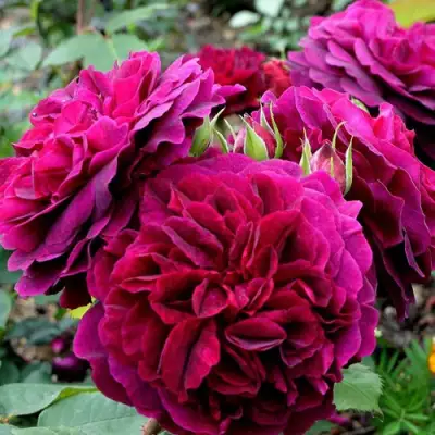 Роза МАНСТЕД ВУД английская в Мозыре