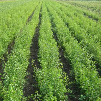 Подвой сливы ДИКАЯ АЛЫЧА в Мозыре