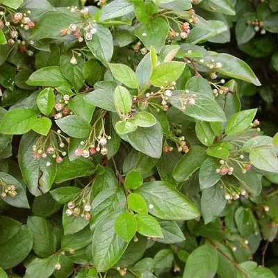 Кизильник блестящий в Мозыре