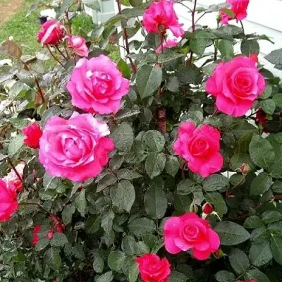 Роза МАЛИНОВЫЙ ЗВОН чайно-гибридная в Мозыре