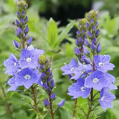 Вероника РОЯЛ БЛЮ большая в Мозыре