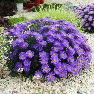 Астра ЛЕДИ ИН БЛЮ в Мозыре