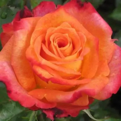 Роза ВАУ чайно-гибридная в Мозыре