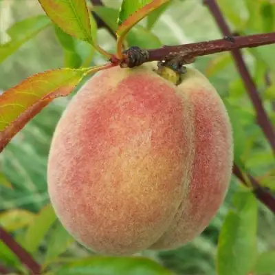 Персик ЕЛГАВСКИЙ в Мозыре