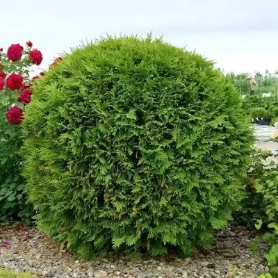 Туя ВУДВАРДИ западная в Мозыре