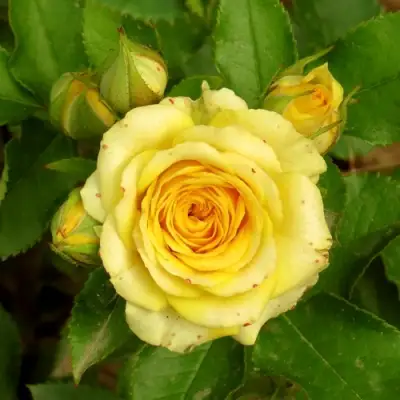 Роза САН СИТИ спрей в Мозыре