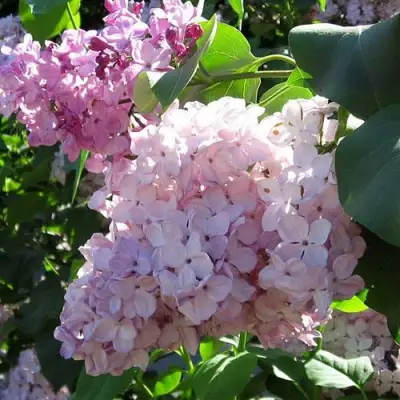 Сирень ГОРТЕНЗИЯ в Мозыре