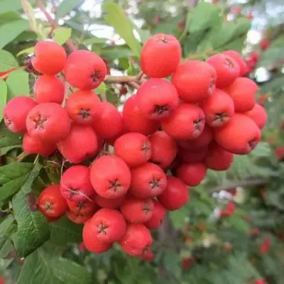 Рябина НЕВЕЖИНСКАЯ сладкоплодная в Мозыре