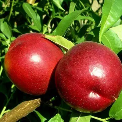 Нектарин НЕКТАРЕД-4 в Мозыре