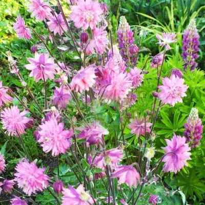 Аквилегия БАРЛОУ ПИНК гибрид МакКаны в Мозыре