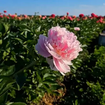 Пион ИМПЕРАТОРСКАЯ НАЛОЖНИЦА древовидный в Мозыре