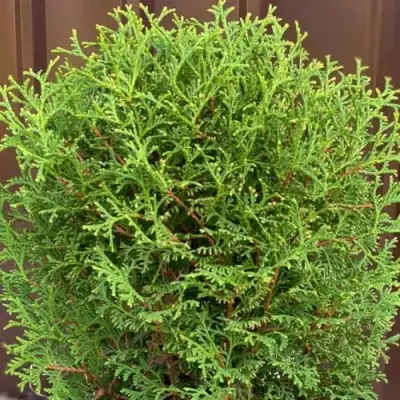 Туя ХОЗЕРИ западная в Мозыре