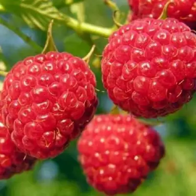 Малина ГЛЕН АМПЛ в Мозыре