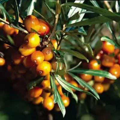 Облепиха ДАР КАЗАКОВУ в Мозыре